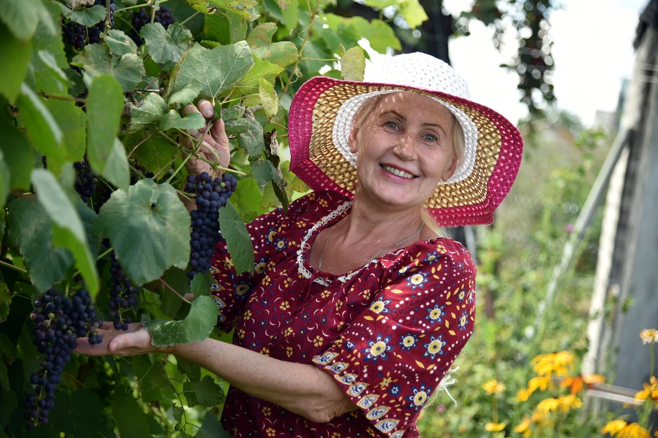 Виноград в башкирских широтах растет отлично. Главное, сорт правильный выбирать!