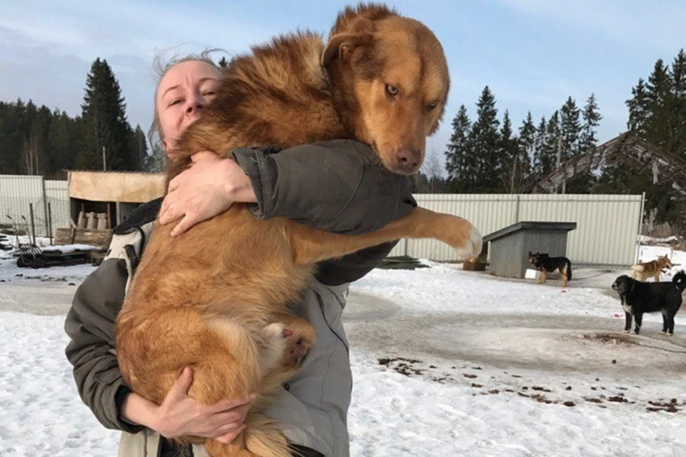 Собака Рыжик из Нальчика ждет своих финских хозяев. Фото: vk.com/4lapynalchik