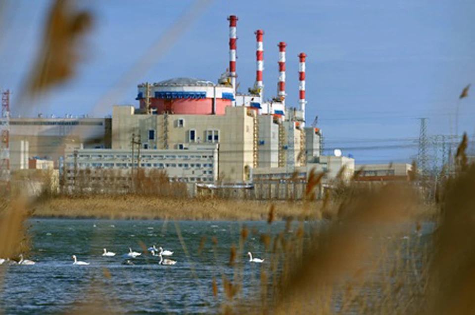 Стая лебедей поселилась в водоеме возле атомной станции. Фото: пресс-центр Ростовской АЭС.