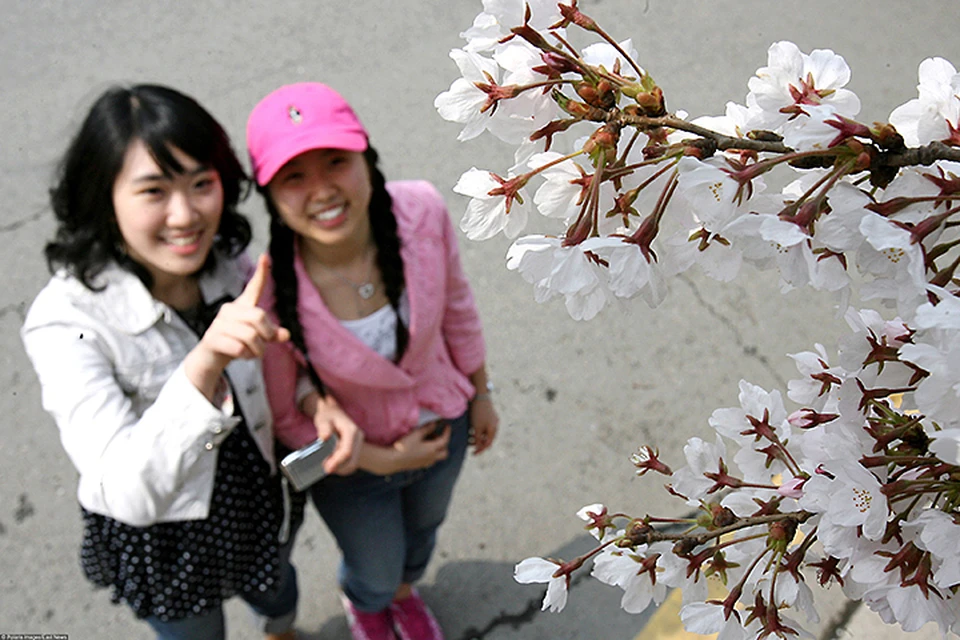 Весь мир в ожидании войны, кроме Южной Кореи, для жителей которой сейчас главное событие - цветение сакуры