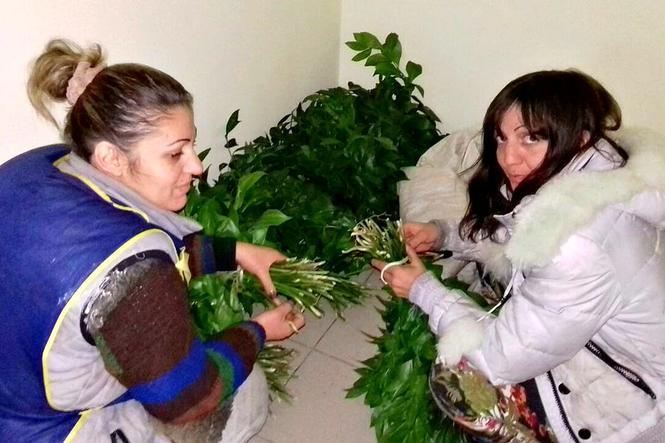Нарушительниц поймали госинспекторы, к этому моменту женщины собрали уже около 500 срезанных веток редкого растения. Фото: Пресс-служба УВД по городу Сочи