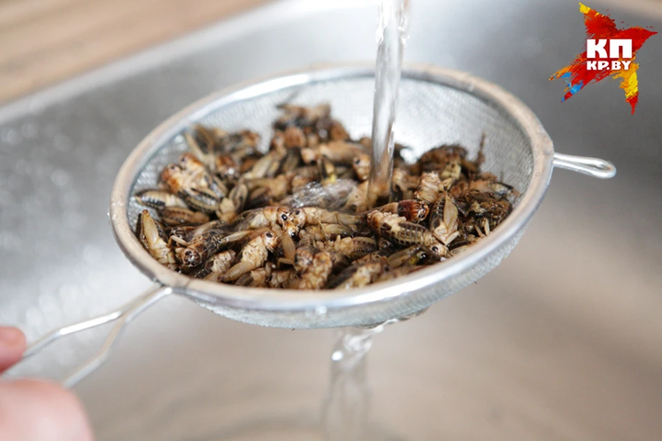 Пробуем «еду будущего»: Сверчки на вкус напоминают шкварку, а червячки - как сушеные грибы