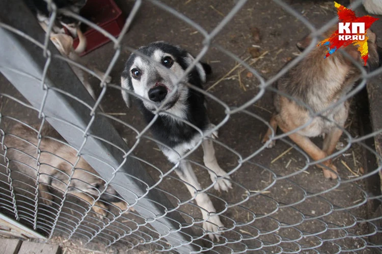 Владельцев «собачьего концлагеря» в Нижнем Новгороде оштрафовали на полмиллиона рублей