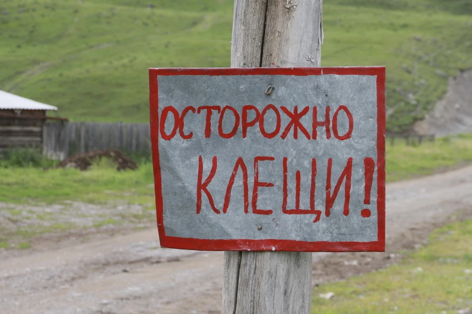 Сам по себе укус клеща неопасен, опасны инфекции, которые насекомое может занести в организм человека.