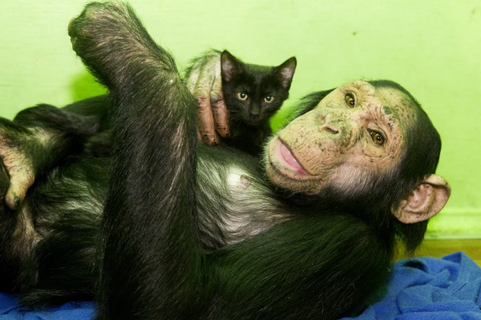 Знаменитая иркутская шимпанзе Принцесса Лея усыновила еще второго котенка