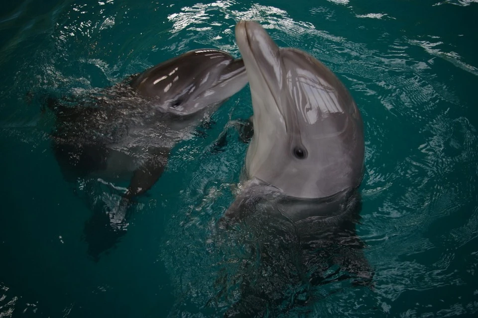 Добрые млекопитающие частенько «выступают» перед туристами в Черном море. Даже подплывают так близко, что их можно потрогать.
