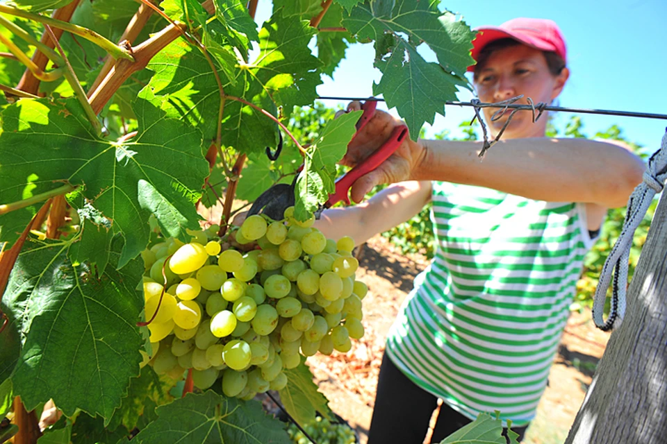 Начнется, наконец, более масштабное восстановления виноградников, ставших жертвой горбачевской антиалкогольной кампании