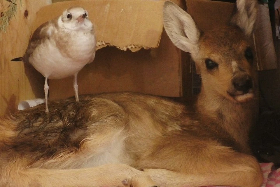В Иркутском контактном зоопарке чайка подружилась с олененком, который остался без матери
