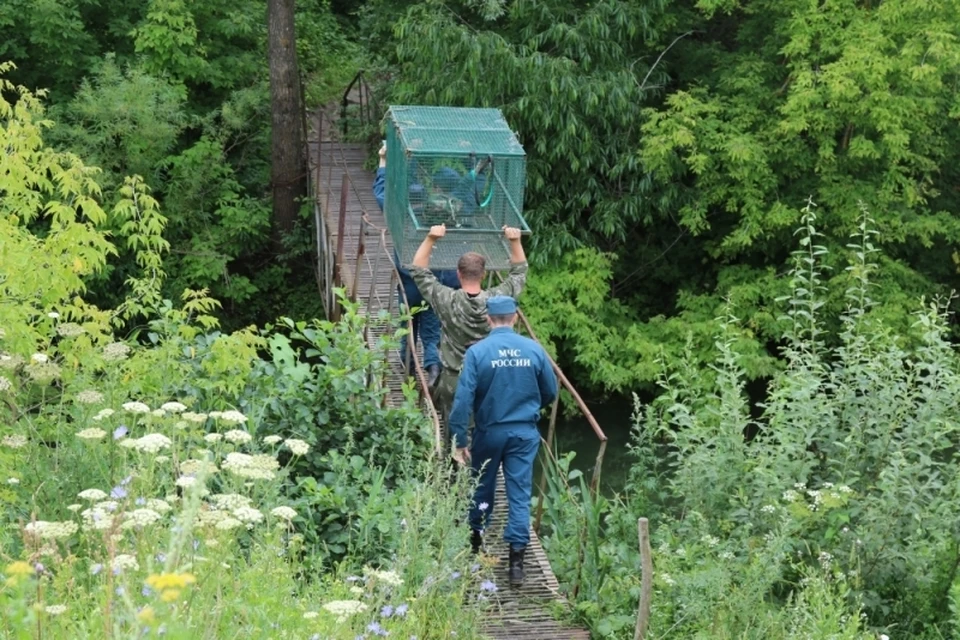 Звероловы используют ловушку и снотворное. Фото: ГУ МЧС по Рязанской области.