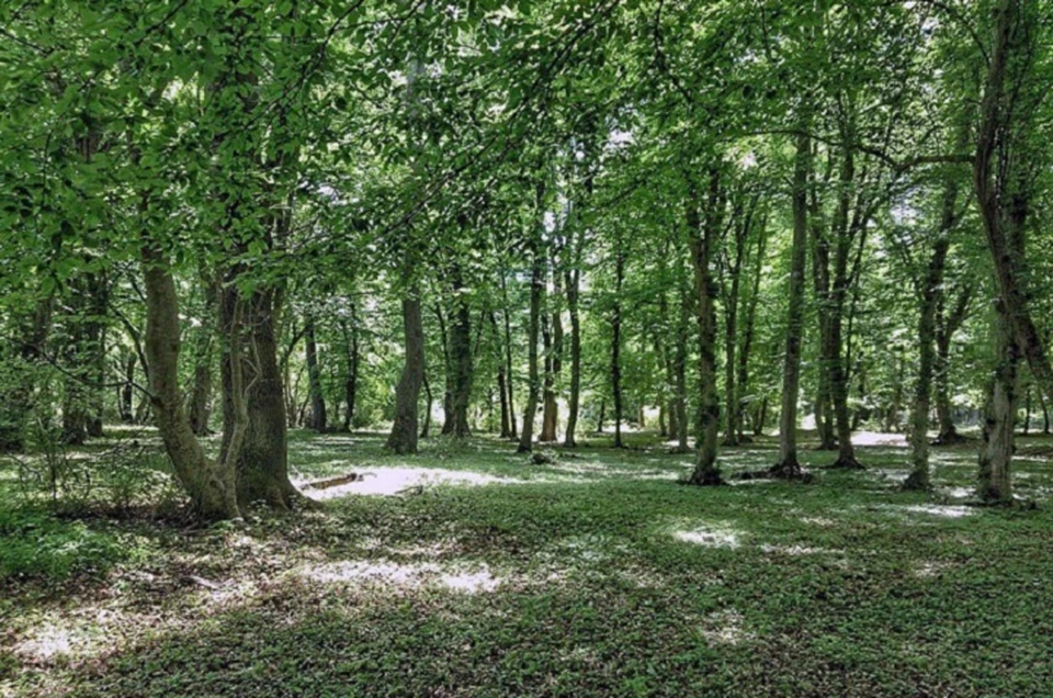 За несколько лет площадь Самурского леса сократилась в 4 раза. Фото: https://ru.wikipedia.