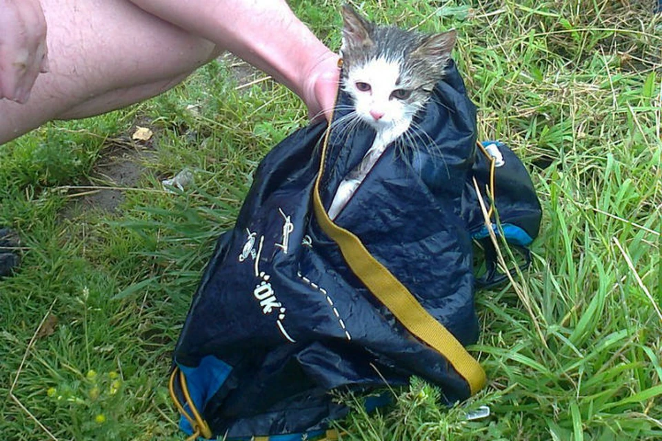 По воде малыша переправляли в непромокаемой сумке. Фото: группа "Кошкиспас" "ВКонтакте"