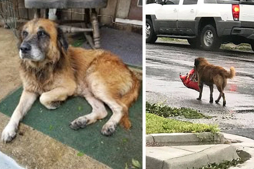 Фото запасливой собаки мгновенно стало хитом соцсетей - тысячи репостов, десятки тысяч лайков
