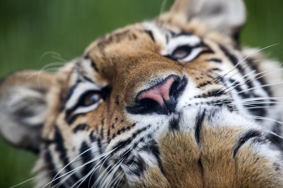 Расслабляться с тигром в Звенигороде - загорать, купаться, жарить мясо - будет знаменитый дрессировщик Михаил Зарецкий. Фото: BarcroftMedia/TASS