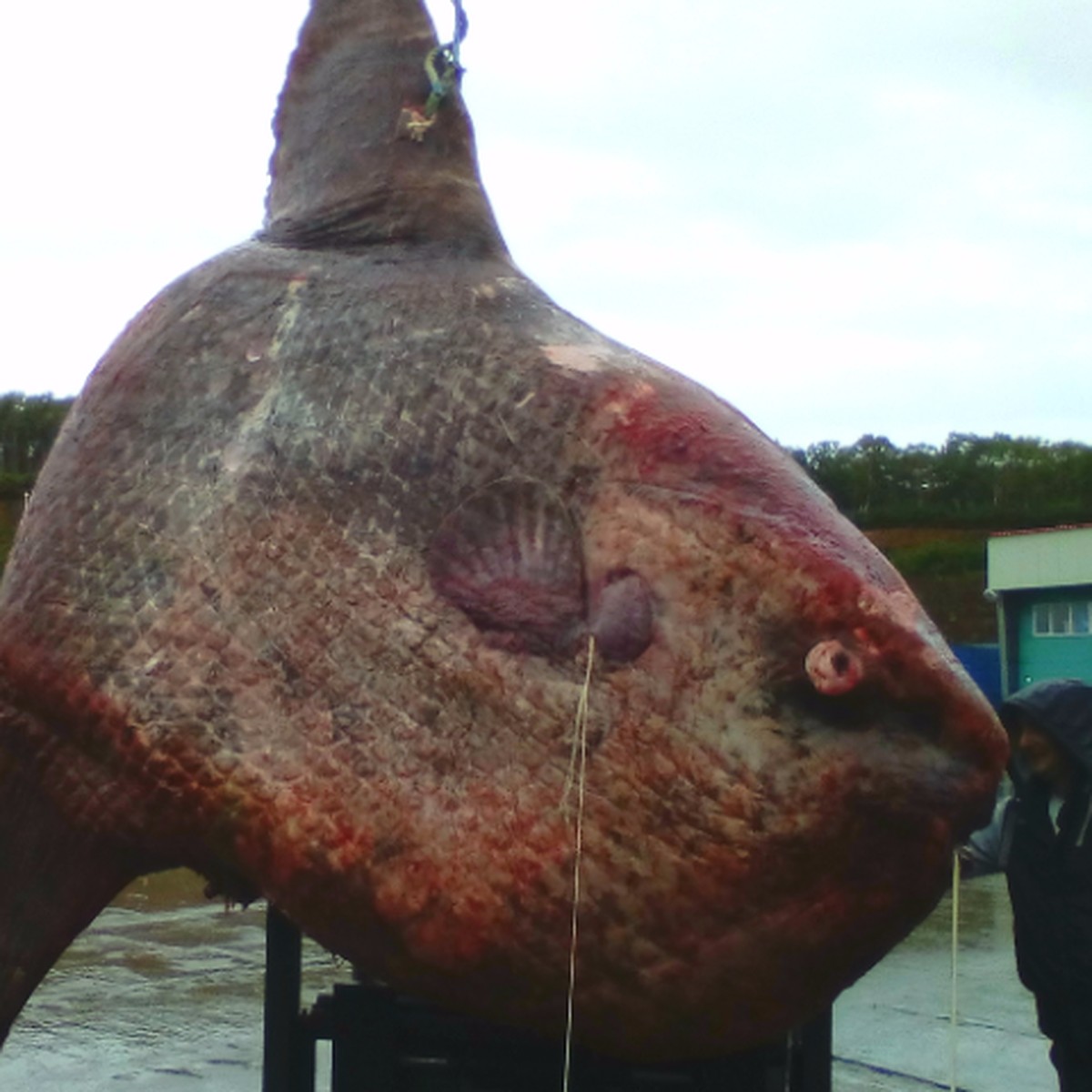 На Сахалине рыбаки выловили из моря рыбу-луну весом больше тонны - KP.RU