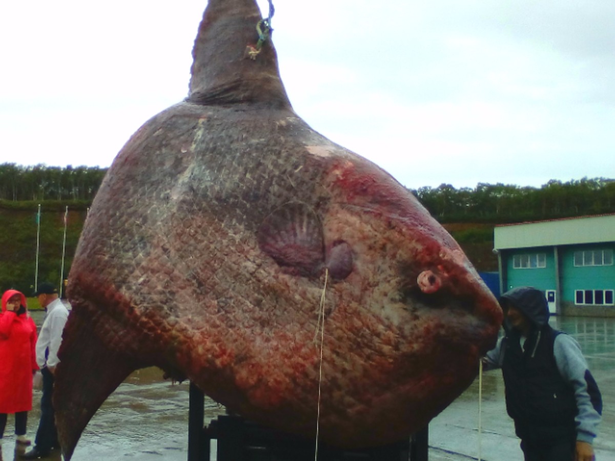 На Сахалине рыбаки выловили из моря рыбу-луну весом больше тонны - KP.RU