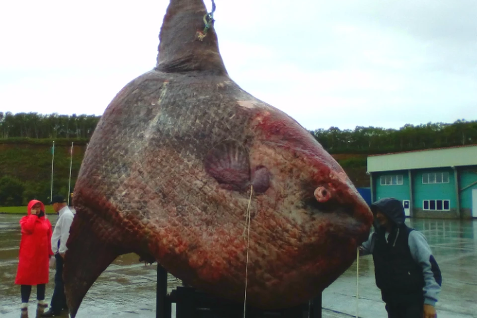 Сахалинские рыбаки выловили из моря рыбу-луну весом больше тонны. ФОТО: предоставлено коллегой рыбаков