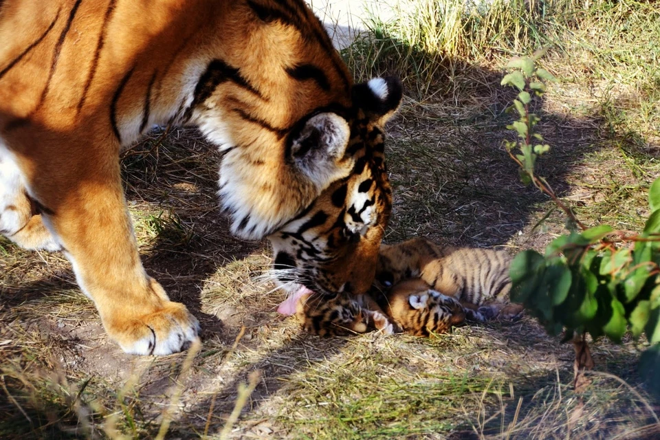 Тигрица Одри - образцовая мама.
