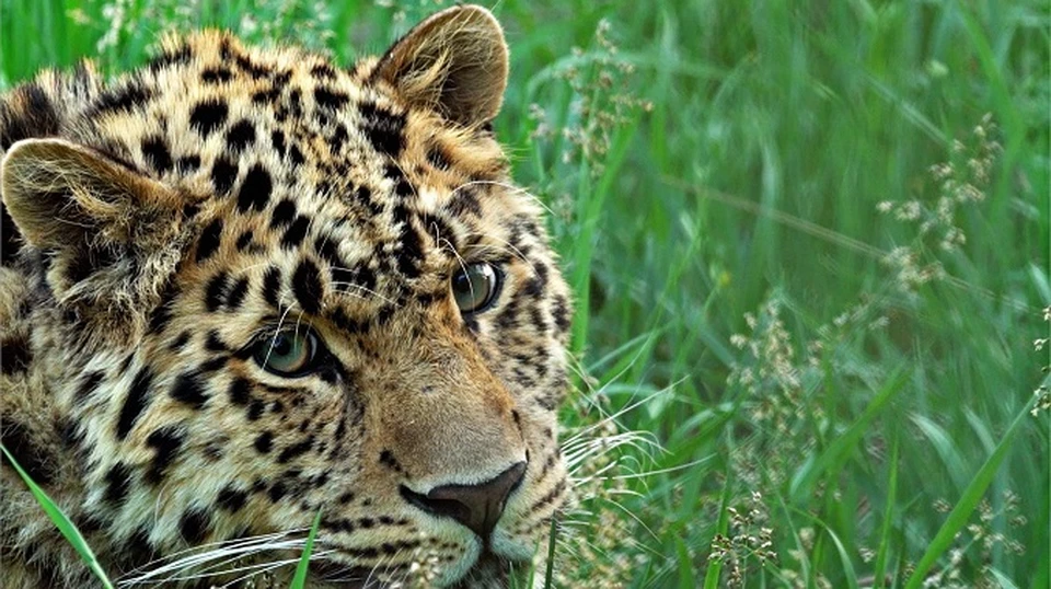 Фото: ФГБУ «Земля леопарда".