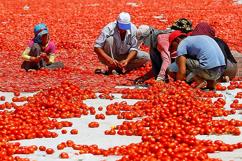 Cтраны давно наладили эффективное сотрудничество, все распри забыты – и только эти несчастные томаты мешают окончательно подружиться