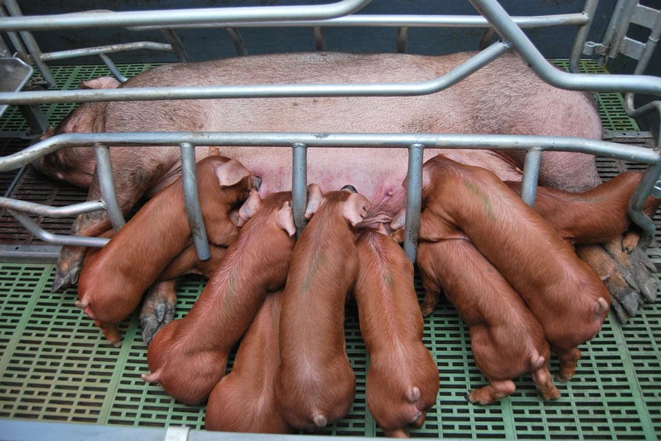 Основным видом деятельности СГЦ «Вишневский» является разведение свиней, в том числе производство чистопородных племенных особей. Фото: Игорь ФЕКЛИСТОВ