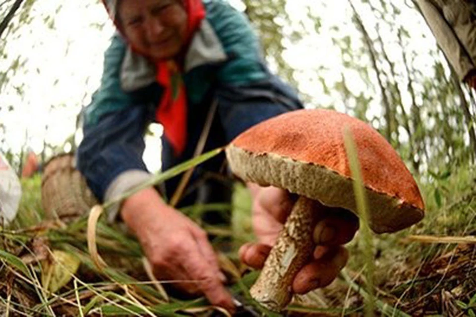 Для бедных сельских жителей сбор грибов и ягод - отличный способ заработать хоть какую-то копейку" Фото: www.sip-dom74.ru