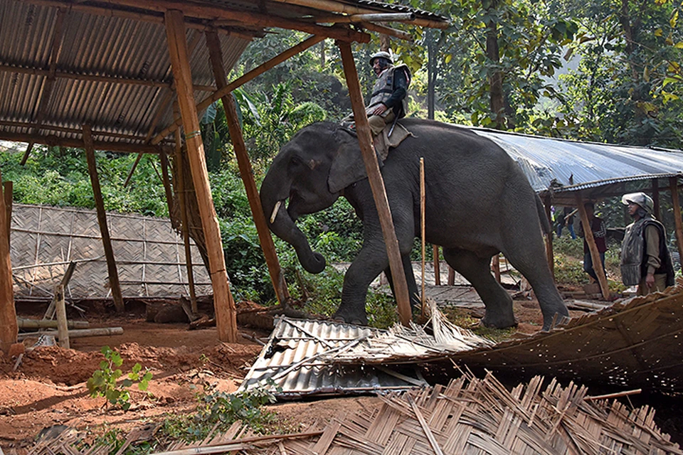 Это не первый случай нападения слонов на людей за последнее время
