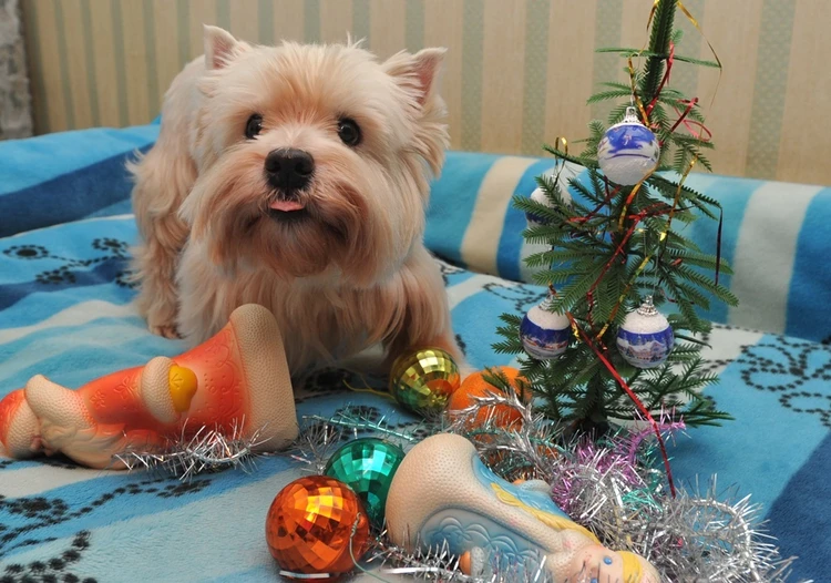 «Комсомольская правда – Ульяновск» объявляет фотоконкурс «Моя собака»
