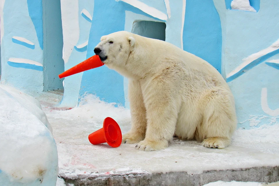 Белый медведь Кай любит играть с конусами, которые подарили ему «поклонницы». Фото: Нина КУРБАТКИНА