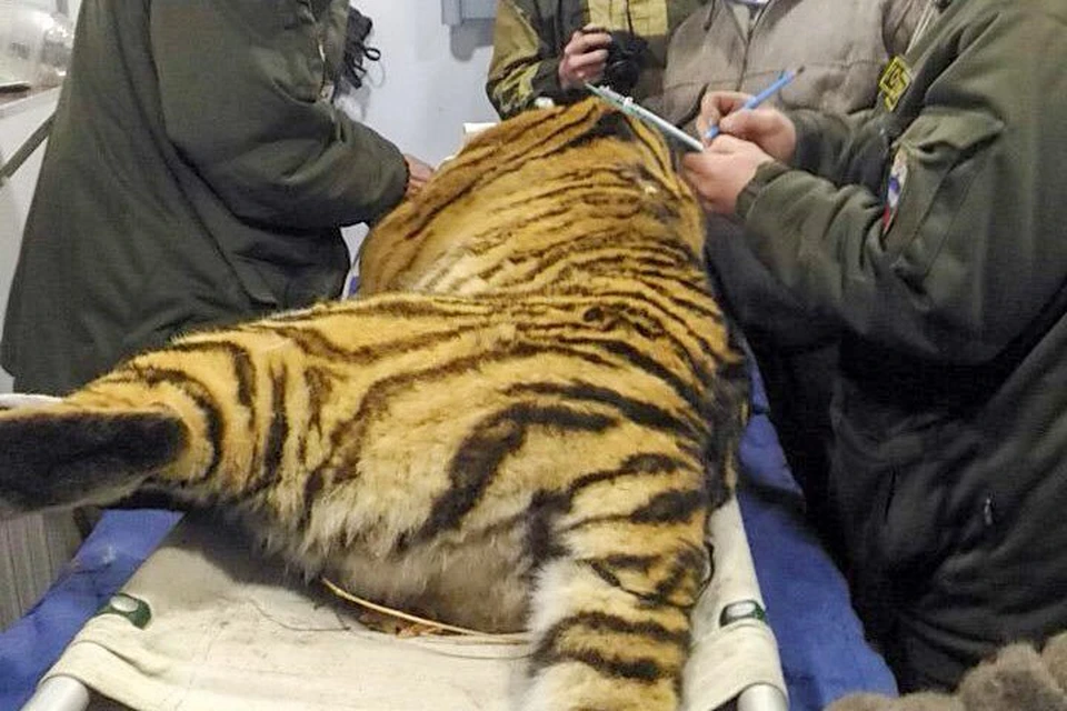 Специалисты усыпили и осмотрели тигрицу. Фото: АНО «Центр» Амурский тигр»