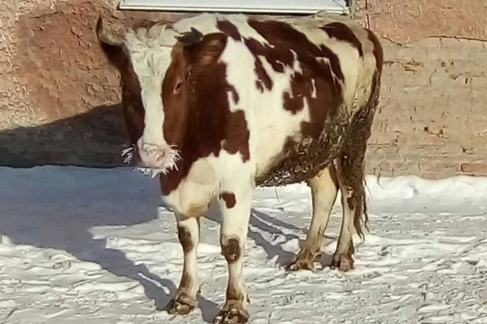 Корова прячется. Корова полицейский. Бык в деревне. Потерялась корова. Корова прячется от теленка.