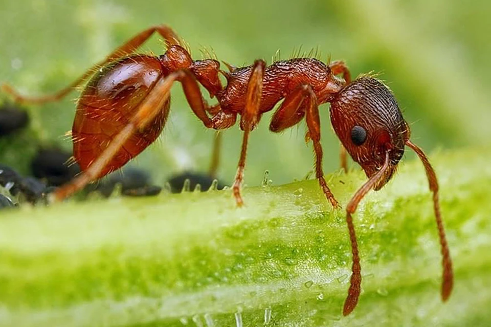Оказалось, что раненые муравьи отправляли “сигнал бедствия” путем выделения феромонов, предупреждая других муравьев-солдат