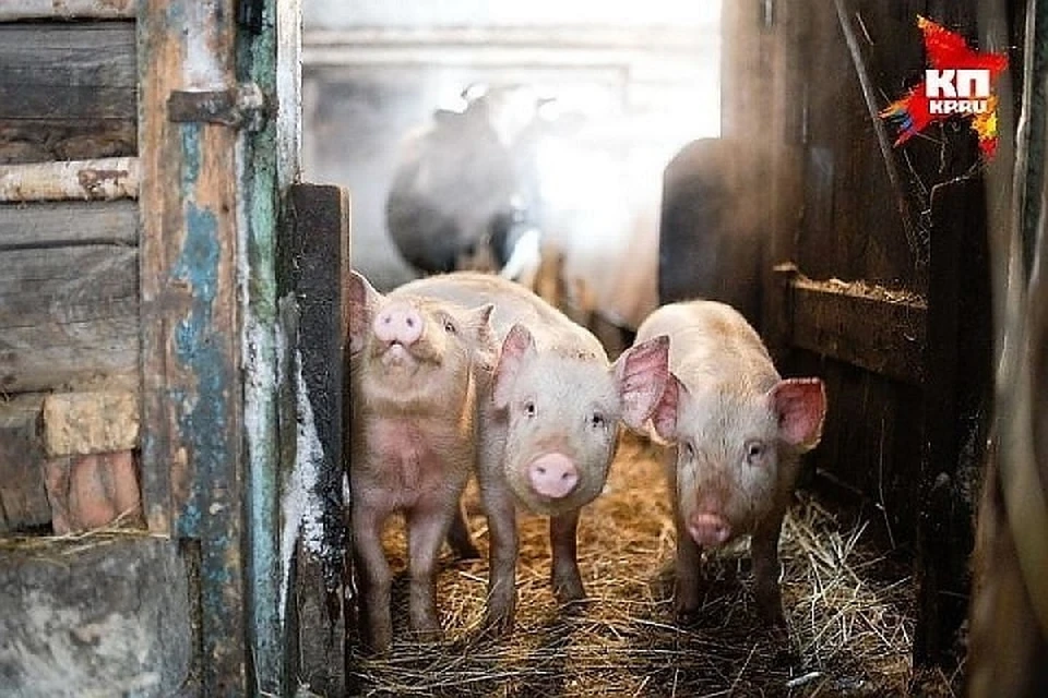 «Съедят» ли датские свиньи приморских фермеров?
