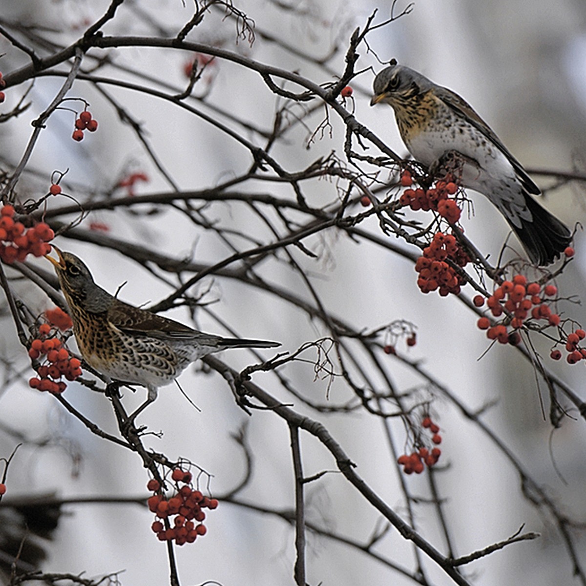 зимующие птицы москвы