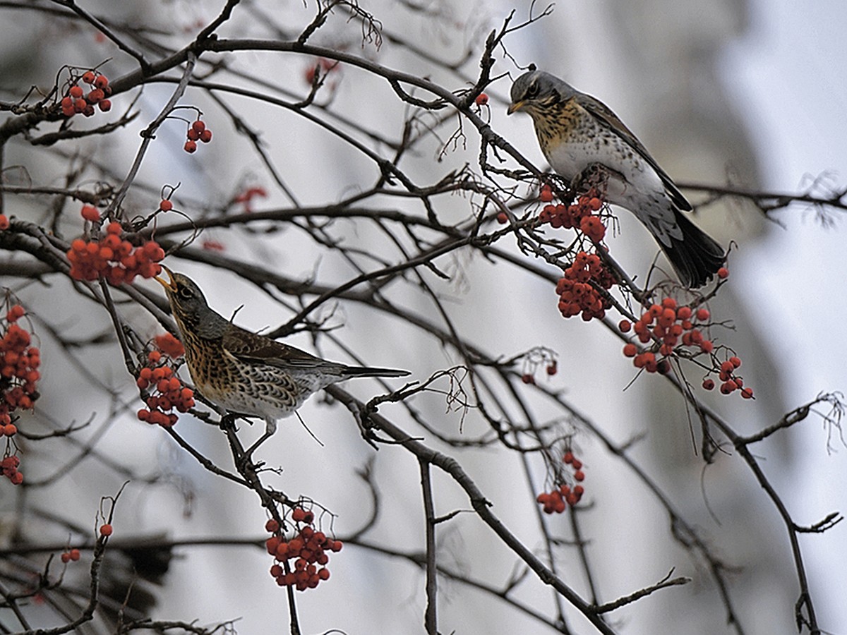 Птицы Москвы зимой