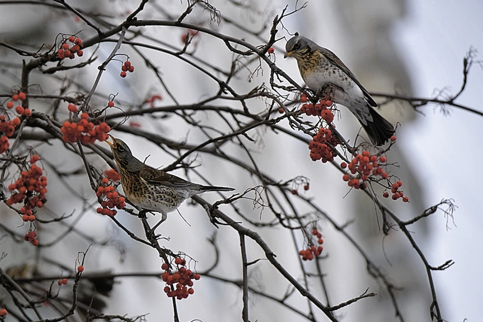 Зимние птицы москвы фото с названиями