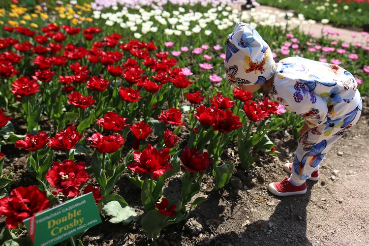 В Ялте стартовал Парад тюльпанов: на выставке представлены 250 сортов