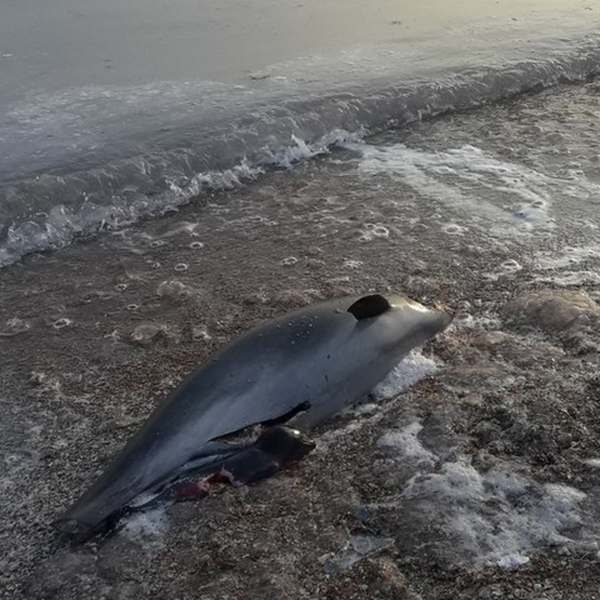 Дельфины черного моря опасны ли для человека. Азовский Дельфин Азовка. Дельфин в Азовском море. Браконьерство дельфинов. Дельфины в Азовском море.