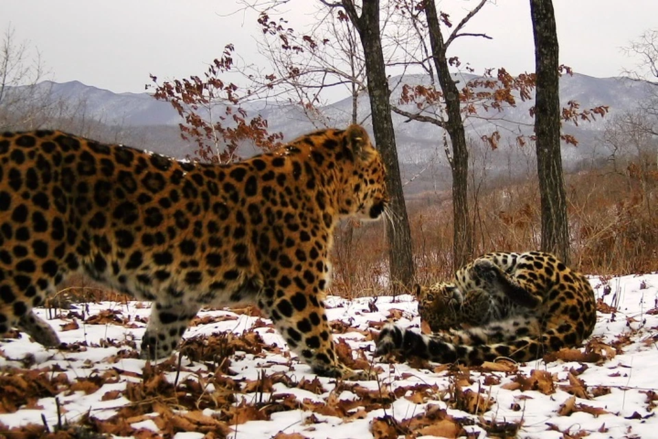 На фотоснимки попали, в том числе, брачные игры леопардов. Фото: "Земля леопарда"