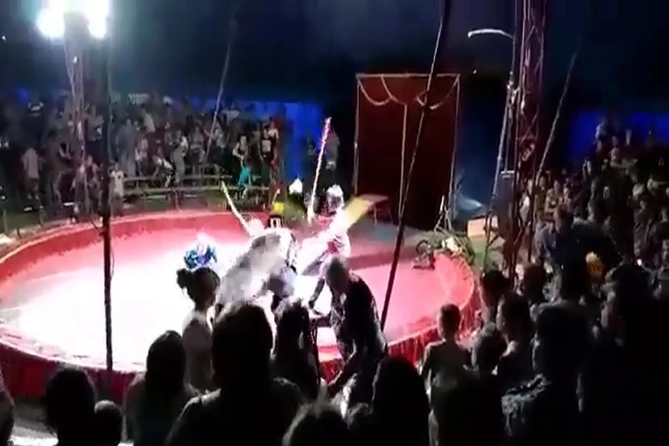 Медведь напал на человека во время представления. Фото: скриншот с видео очевидцев