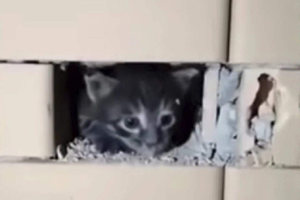 Котенка удалось спасти