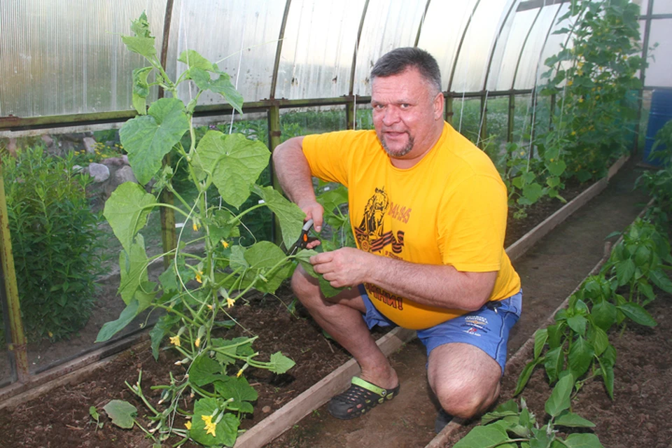 Любимое занятие Владимира на даче - выращивание огурцов и помидоров