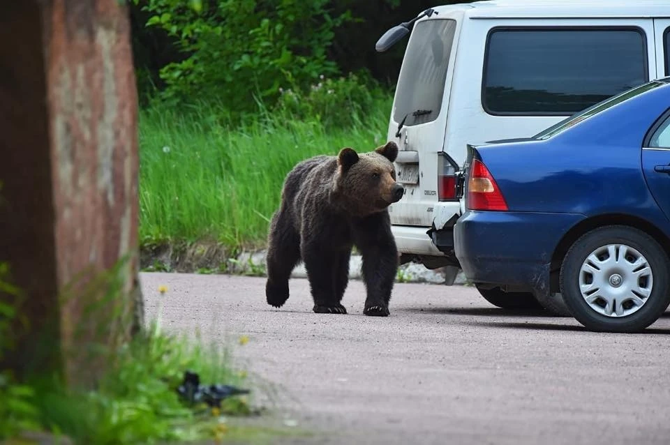 На прошлой неделе медведи были замечены на территории Нерюнгринской районной больницы.