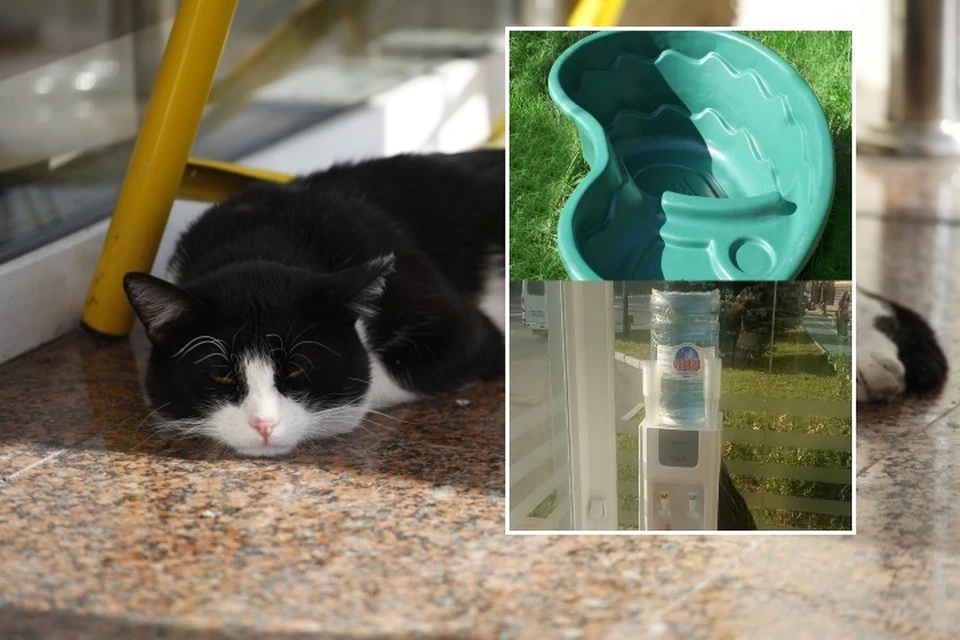 Напомним, ранее холодной весной в Магасе появились кошачьи домики с подогревом