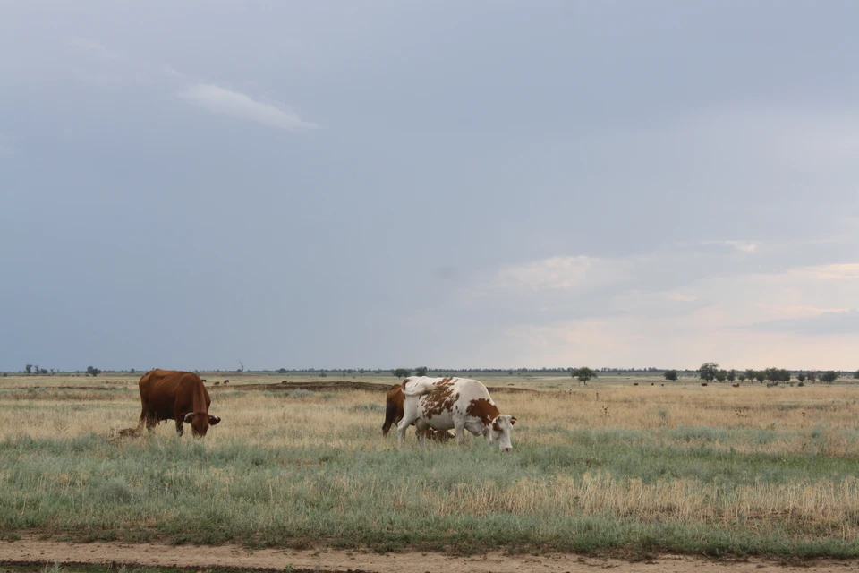 Коровы часто бродят по селу вообще без пастуха.