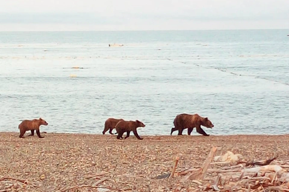 Медведи запугали жителей села в Хабаровском крае