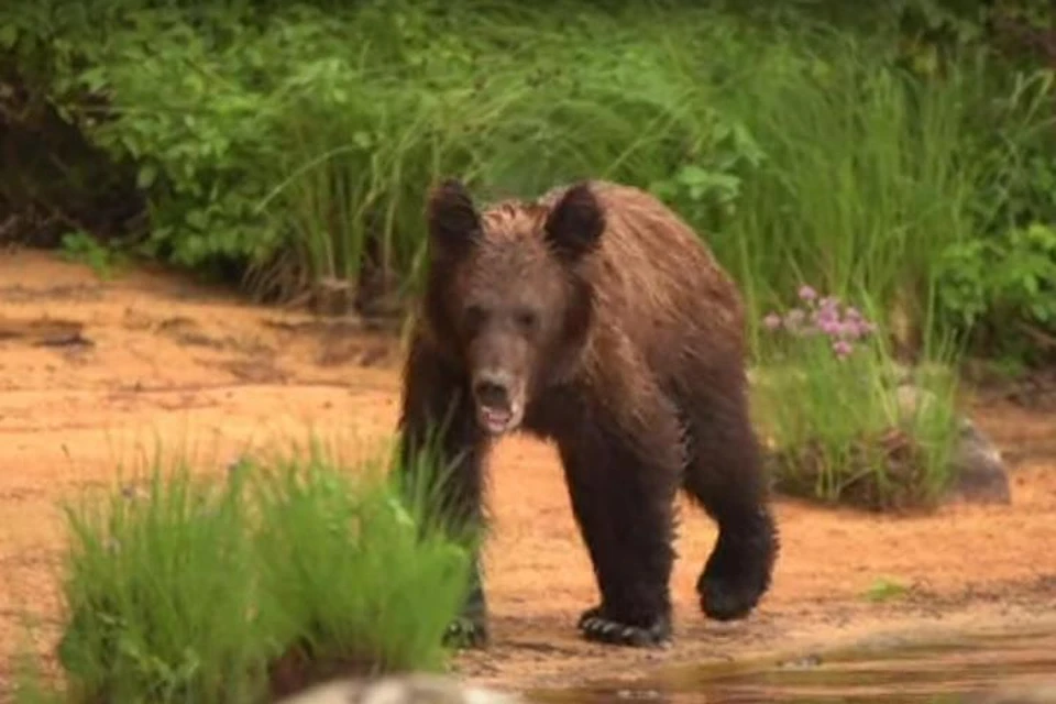 Иркутский фотограф, рискуя жизнью, снял на видео случайную встречу с медведем. Фото: Евгений Доманов