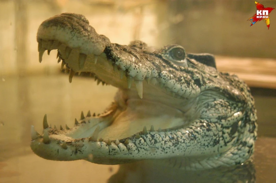 Крокодил Кузя.