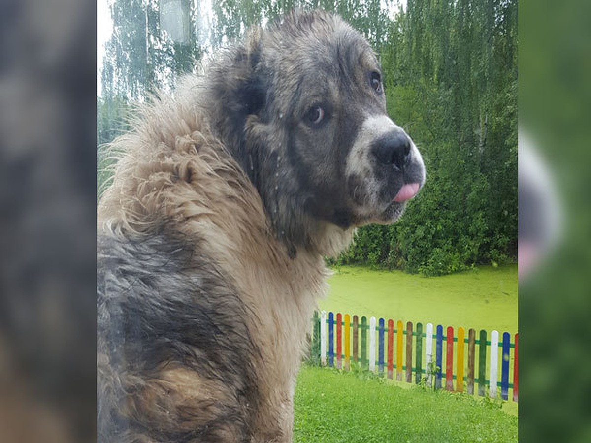 Нижегородцы второй день боятся выходить из дома, потому что их караулит  бездомная кавказская овчарка - KP.RU