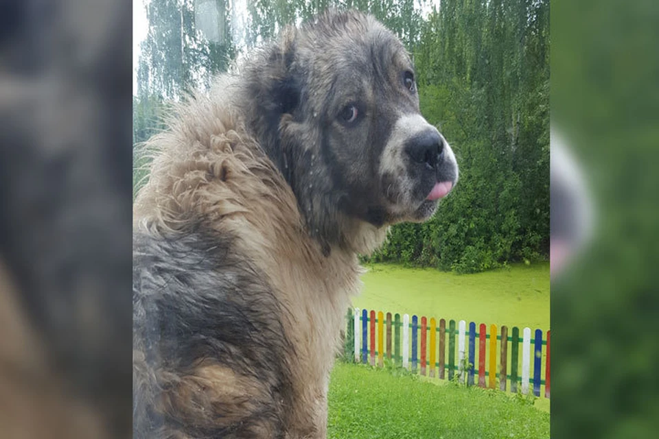 Фото: Юлия Наумова. Грустный пес сидит на крыльце частного дома уже второй день