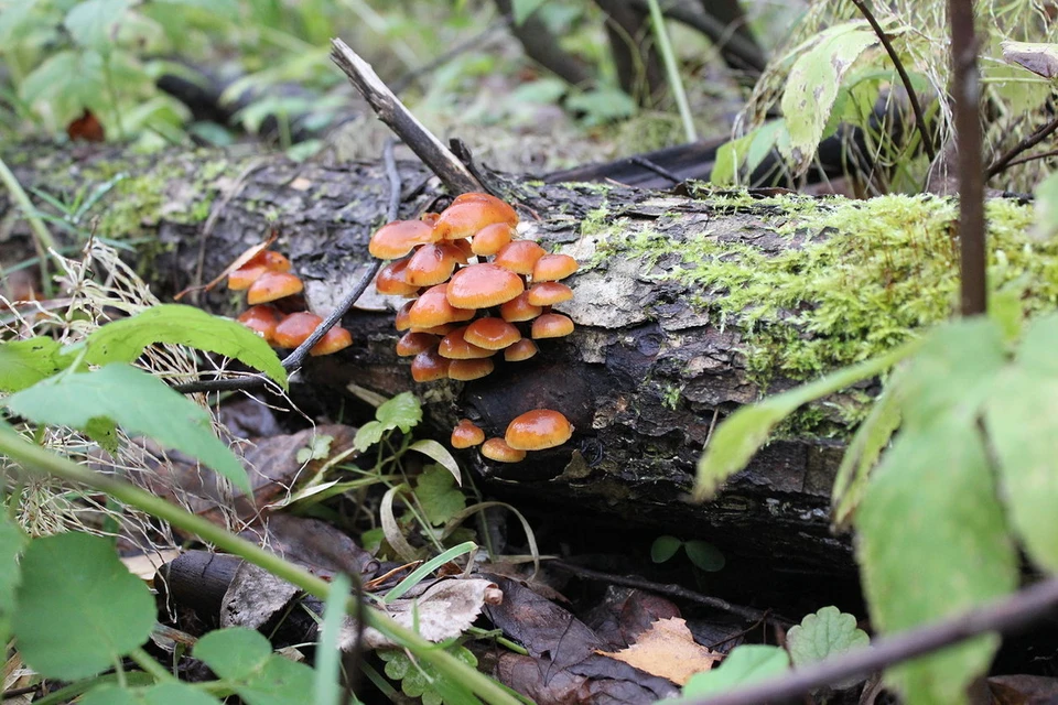 Фото: Архив